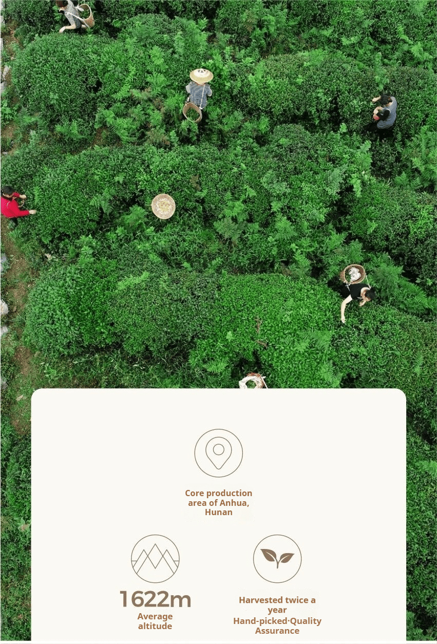 Bestselling 2012 Award - Winning Golden Flower Fuzhuan Tea - Anhua Dark Tea - Five Roots Tea