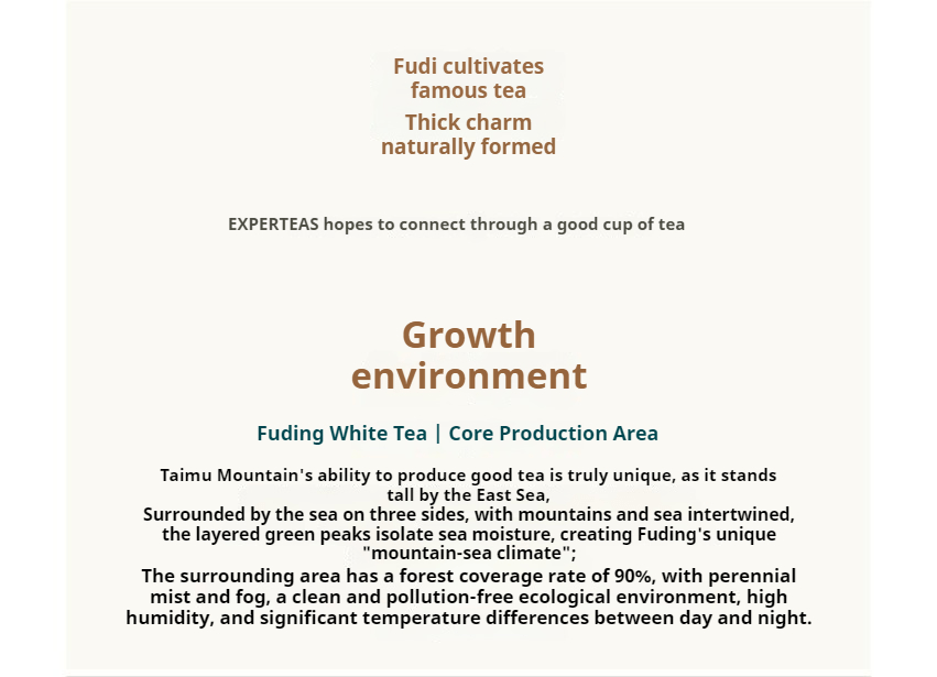 Shoumei Dragon Pearl (Chinese white tea) - Five Roots Tea