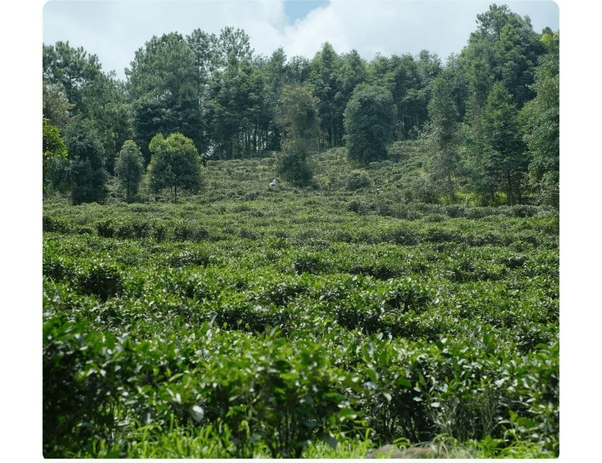 Shoumei Dragon Pearl (Chinese white tea) - Five Roots Tea