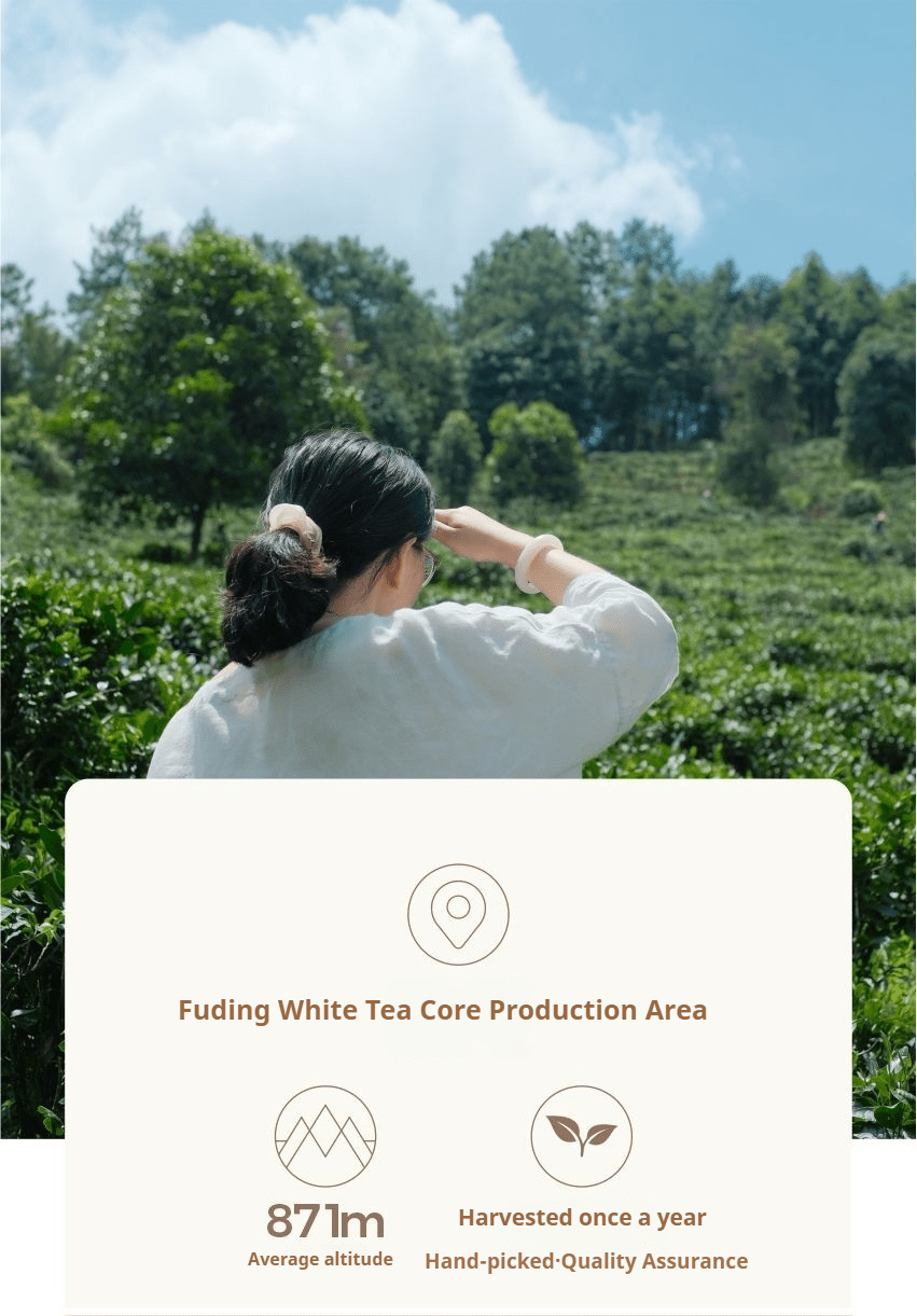 Shoumei Dragon Pearl (Chinese white tea) - Five Roots Tea