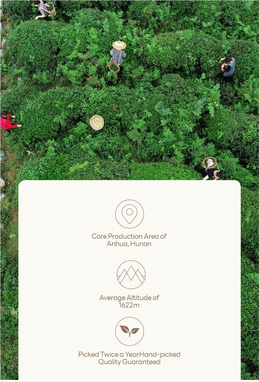 Silver Award Anhua Fuzhuan Dark Tea with Glutinous Aroma - Five Roots Tea